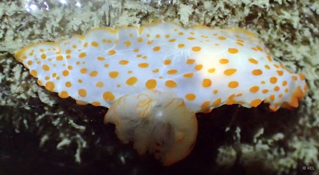 Gymnodoris sp. "IP0285" • © REL • All Rights Reserved