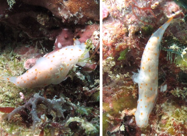 Gymnodoris sp. "IP0325" • © REL • All Rights Reserved