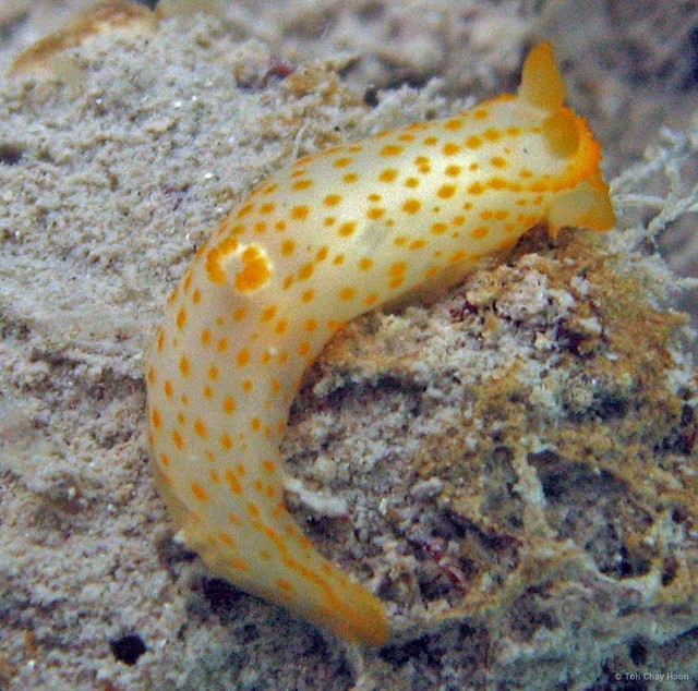 Gymnodoris alba • © Toh Chay Hoon • All Rights Reserved
