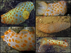 Gymnodoris impudica • © Toh Chay Hoon • All Rights Reserved