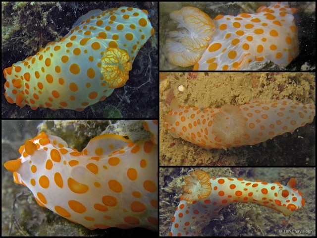Gymnodoris impudica • © Toh Chay Hoon • All Rights Reserved