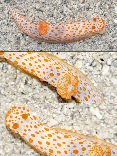 Gymnodoris impudica