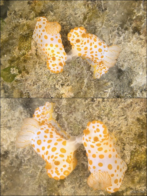 Gymnodoris impudica