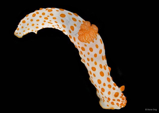 Gymnodoris impudica