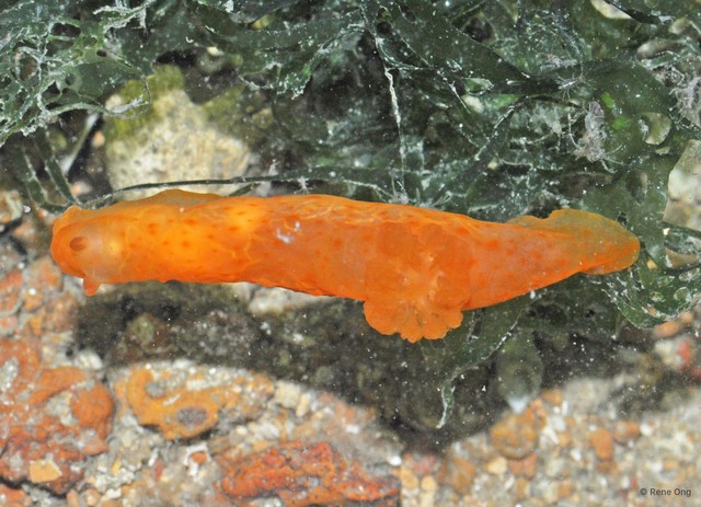 Gymnodoris inornata