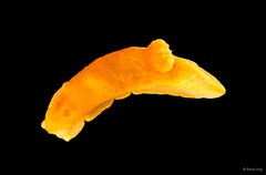 Gymnodoris inornata • © Rene Ong • All Rights Reserved