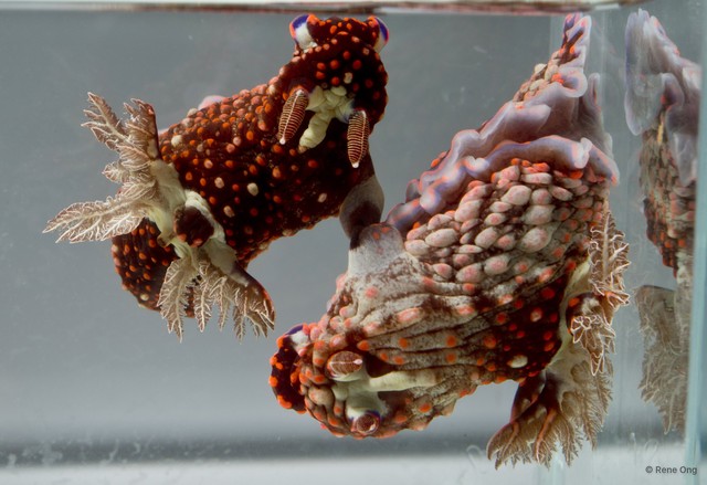 Nembrotha livingstonei • © Rene Ong • All Rights Reserved