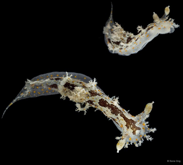Plocamopherus ceylonicus