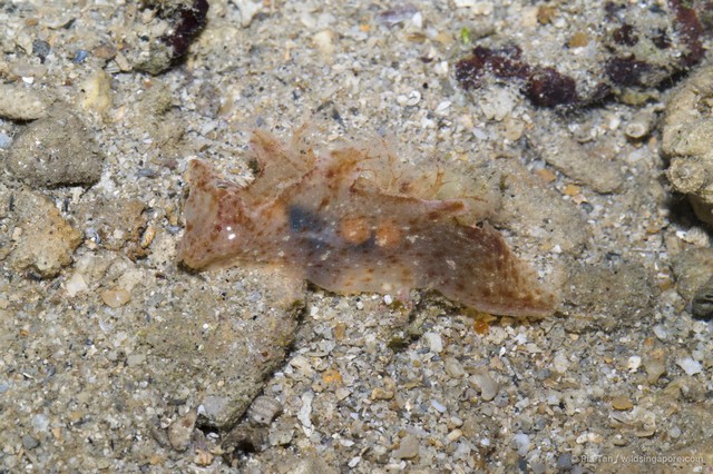 Notobryon sp. "c8f77205" • © Ria Tan • All Rights Reserved
