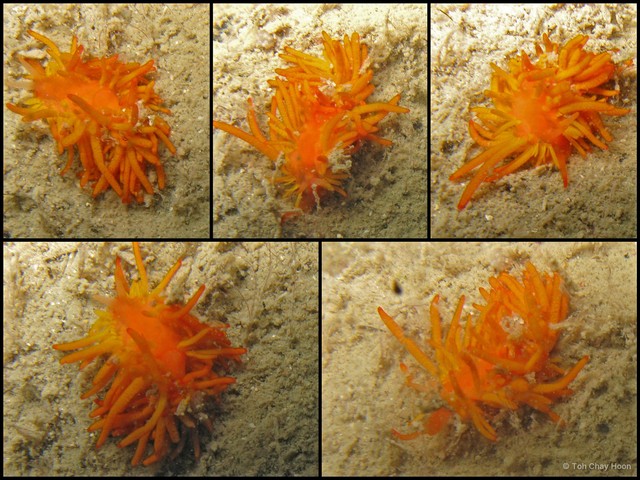 Phestilla melanobrachia • © Toh Chay Hoon • All Rights Reserved