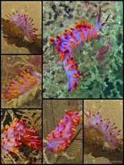 Phestilla sibogae • © Toh Chay Hoon • All Rights Reserved