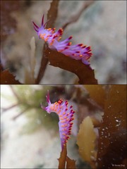 Phestilla sibogae • © Rene Ong • All Rights Reserved