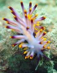 Phestilla sibogae • © REL • All Rights Reserved