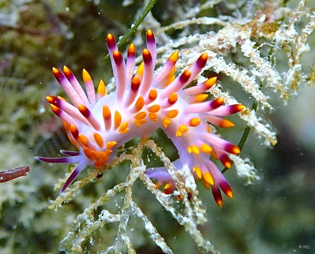 Phestilla sibogae