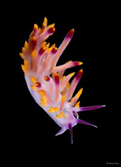Phestilla sibogae • © Rene Ong • All Rights Reserved