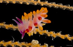 Phestilla sibogae • © Rene Ong • All Rights Reserved