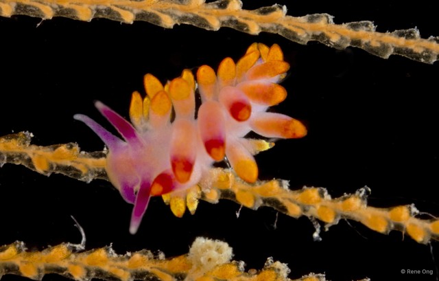 Phestilla sibogae