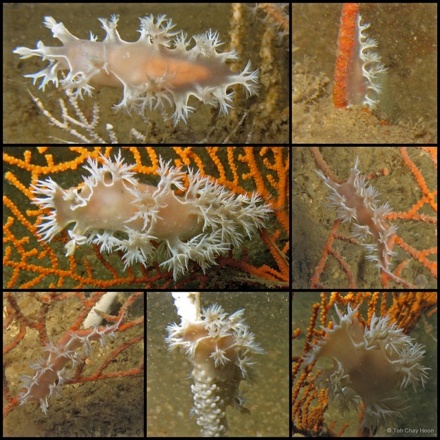 Tritonia bollandi • © Toh Chay Hoon • All Rights Reserved