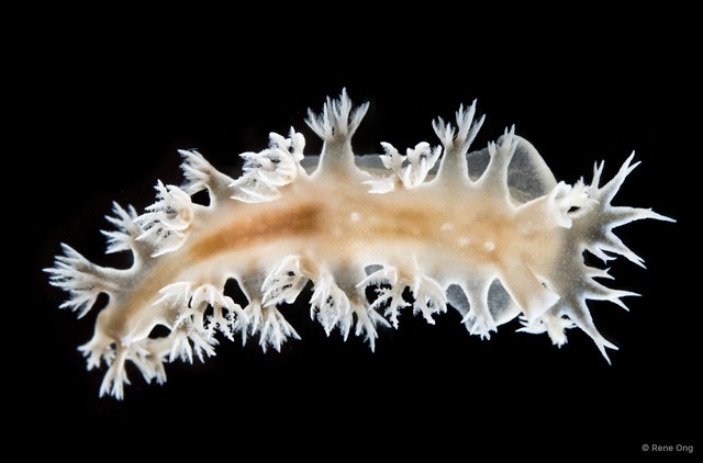 Tritonia bollandi