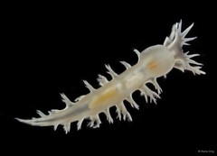 Tritonia bollandi • © Rene Ong • All Rights Reserved