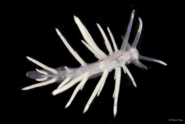 Unidentia angelvaldesi • © Rene Ong • All Rights Reserved