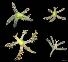 Lobiger viridis • © Rene Ong • All Rights Reserved