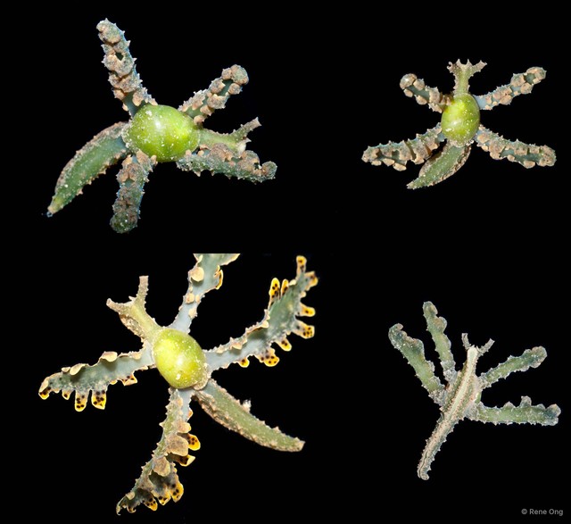 Lobiger viridis • © Rene Ong • All Rights Reserved