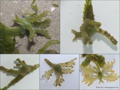 Lobiger viridis • © Ria Tan • All Rights Reserved