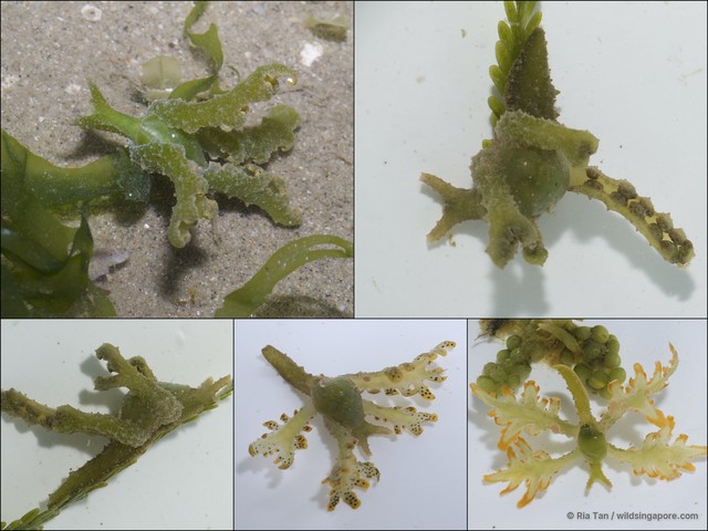 Lobiger viridis