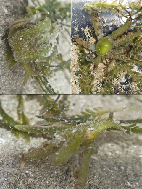 Lobiger viridis