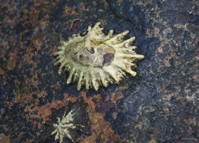 Patellidae sp. "Limpet 12" • © Rene Ong • All Rights Reserved