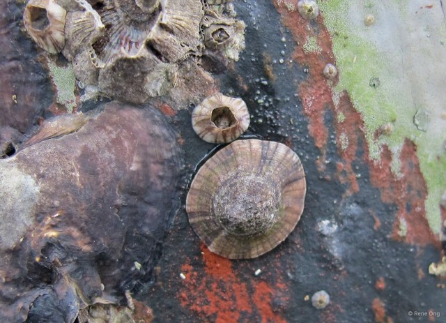 Patellidae sp. "Limpet 13" • © Rene Ong • All Rights Reserved