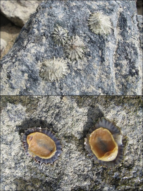 Patellidae sp. "Limpet 17" • © Rene Ong • All Rights Reserved