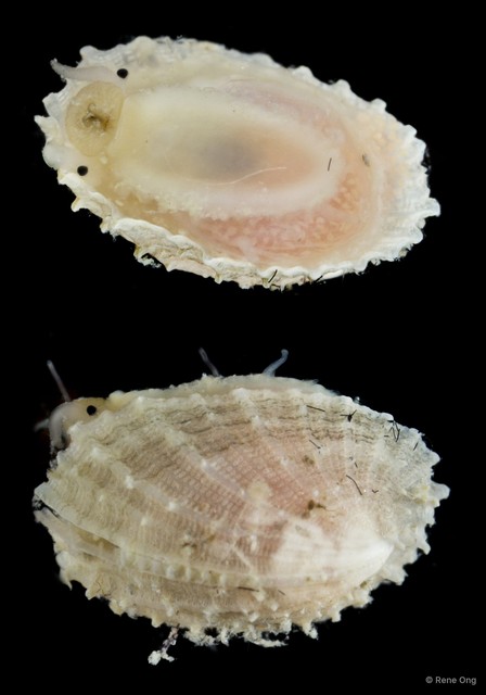Patellidae sp. "Limpet 3" • © Rene Ong • All Rights Reserved