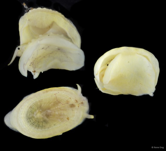 Patellidae sp. "Limpet 4" • © Rene Ong • All Rights Reserved