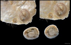 Patellidae sp. "Limpet 5"