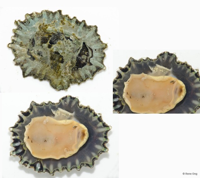 Patellidae sp. "Limpet A" • © Rene Ong • All Rights Reserved