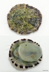 Patellidae sp. "Limpet B"