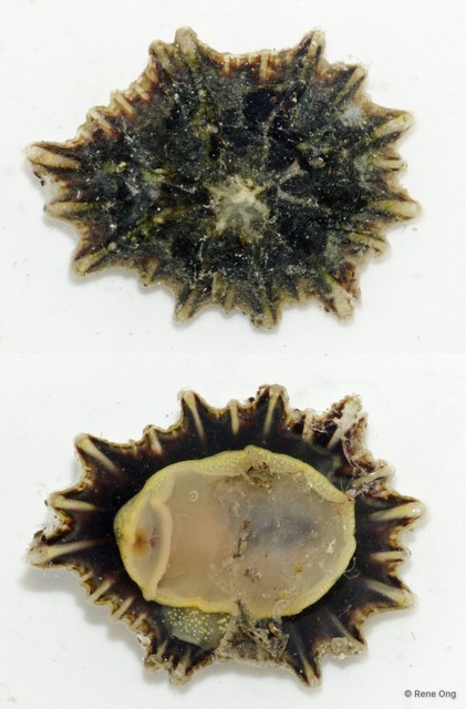 Patellidae sp. "Limpet C" • © Rene Ong • All Rights Reserved