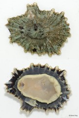 Patellidae sp. "Limpet G"