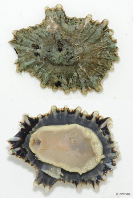 Patellidae sp. "Limpet G" • © Rene Ong • All Rights Reserved