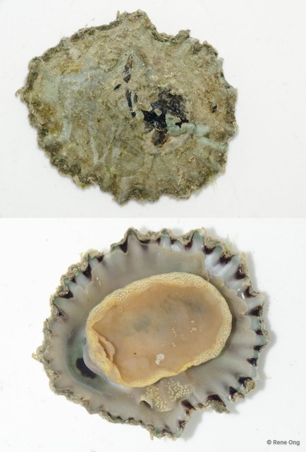 Patellidae sp. "Limpet I" • © Rene Ong • All Rights Reserved