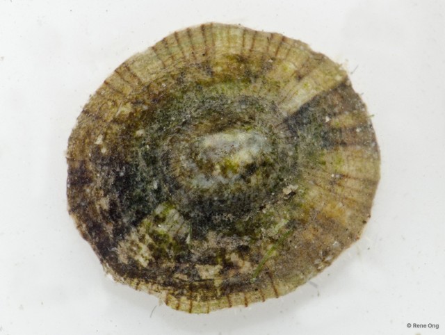 Patellidae sp. "Limpet J" • © Rene Ong • All Rights Reserved