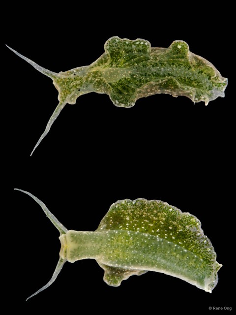 Elysia sp. "5" • © Rene Ong • All Rights Reserved