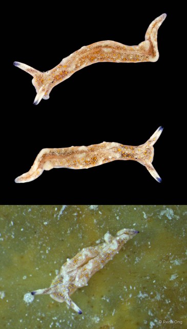 Elysia sp. "cf. japonica" • © Rene Ong • All Rights Reserved