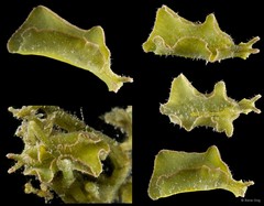 Elysia sp. "SS-1874"