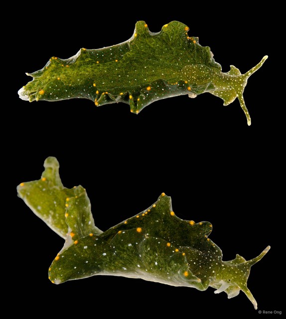 Elysia bangtawaensis