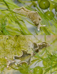 Elysia japonica • © Rene Ong • All Rights Reserved