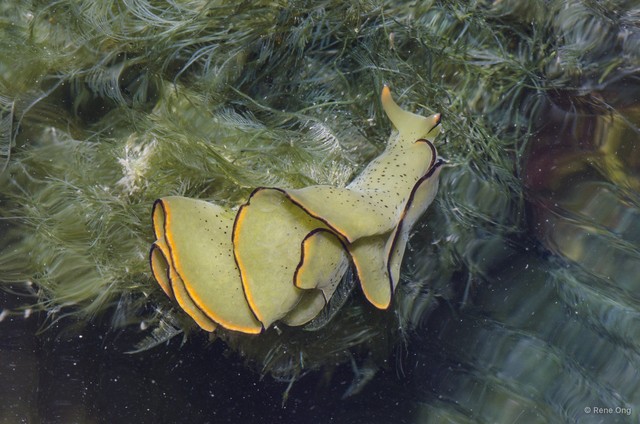 Elysia ornata