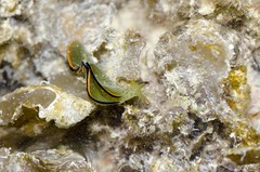 Elysia ornata • © Rene Ong • All Rights Reserved